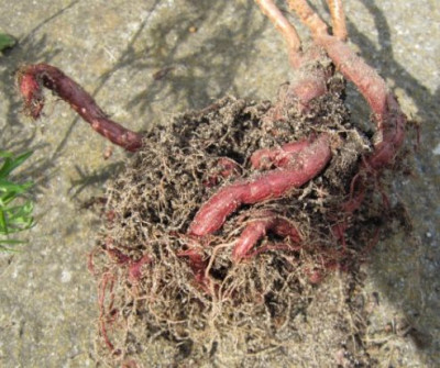 Pelargonium_aridum_Wurzeln.jpg
