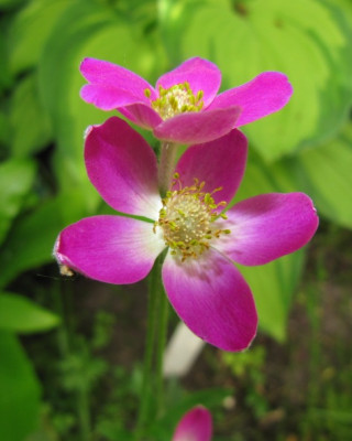 Anemone_x_lesseri_100606.jpg