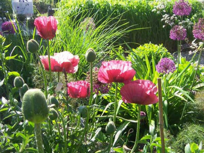 Papaver_Marlene03_web.jpg