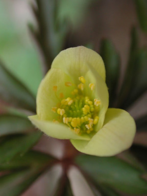 Anemone_x_lipsiensis.jpg