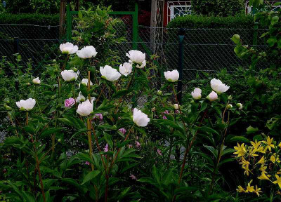 paeonia_white_innocence_2010_zg.jpg