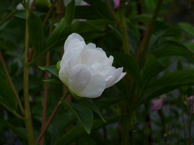paeonia_white_innocence_2010_zg2.jpg