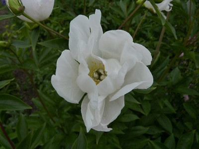 paeonia_white_innocence_2010_zg3.jpg