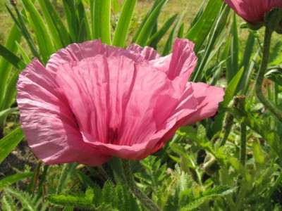 Mohn_morbide_100606_1.jpg