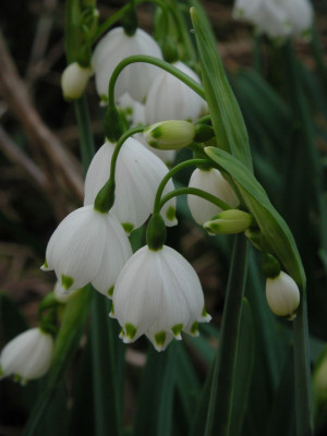 Leucojum_aestivum_Gravetye_Giant.jpg