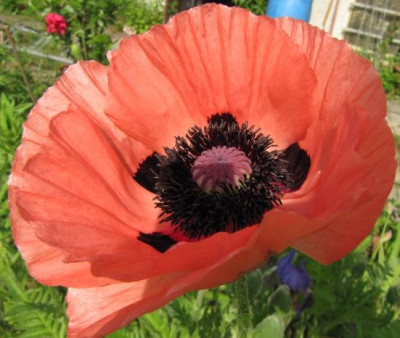 Mohn_lachs_100606_1.jpg