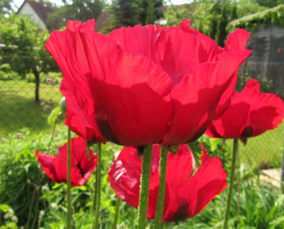 Annaherung_an_Beauty_of_Livermore_1.jpg