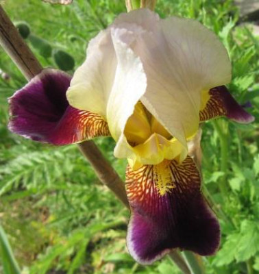 Unbekannte_Iris_100606_1.jpg