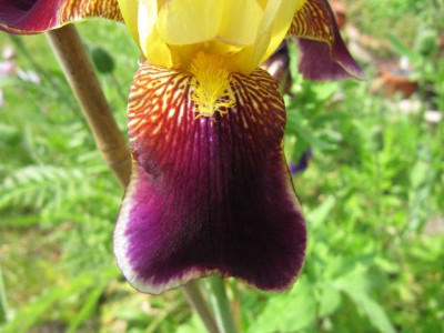 Unbekannte_Iris_100606_Detail.jpg