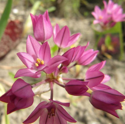 Allium_oreophilum.jpg