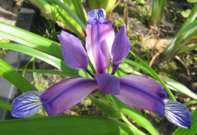Iris_versicolor_100606_1.jpg
