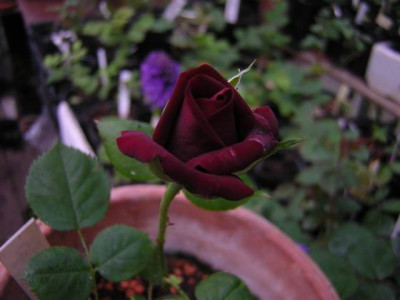 Nigrette5.JPG