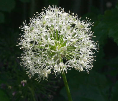 IMG_5817_eAllium_spec.JPG