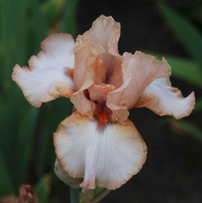 B3609a_Large.JPG