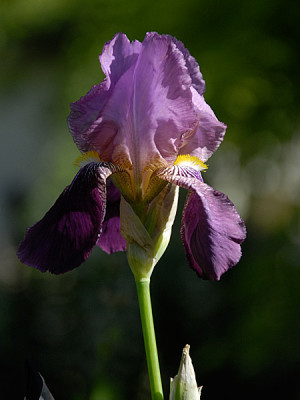iris_polen2.jpg