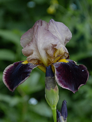 iris_polnische-iris1.jpg