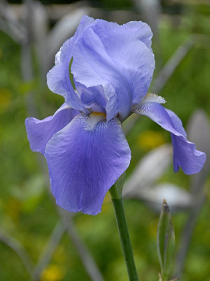 iris-pol-blau2.jpg