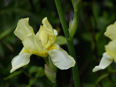 iris-flavescens2.jpg