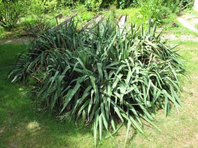 olle_yucca.jpg