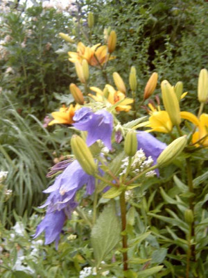 C._punctata_Kent_Bell_mit_gelber_Lilie_und_offener_Blute.JPG