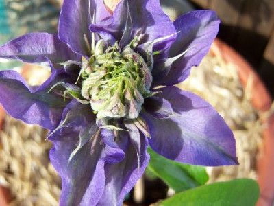 100_3265_CLEMATIS_non-id._-half-flower-____640.jpg