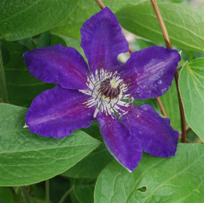 B3657a_Small.JPG