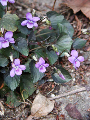 Viola_labradorica.jpg