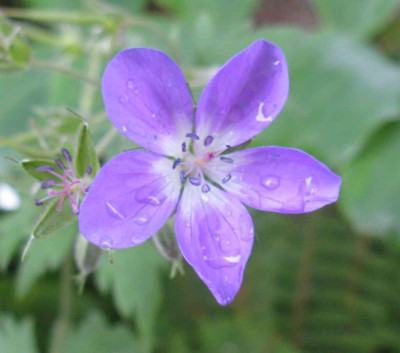 Geranium_sylvaticum_x_palustre_Samling_1024x768.jpg