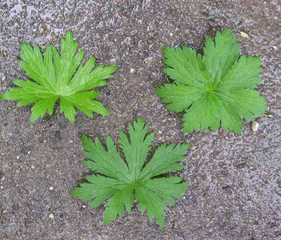 Geranium_Laubvergleich_800x600.jpg