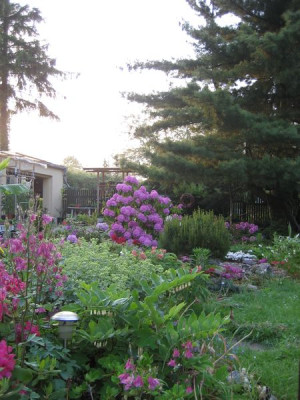 2010-06-08_Rhodobeet.jpg