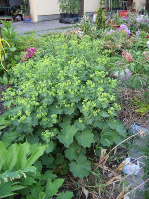 2010-06-08_Alchemilla.jpg