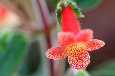 Kohleria_Cybele.JPG