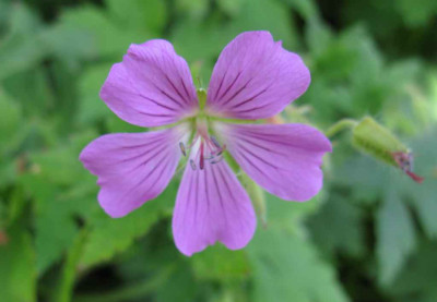 Geranium_Sirak_1024x768.jpg