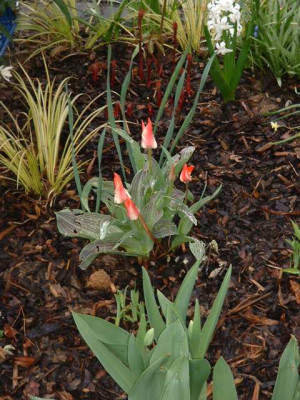 Tulpen_unbekannt.jpg