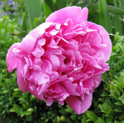 Paeonia_lactflora_Catharina_Fontijn_1024x768.jpg
