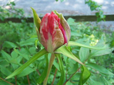100_3313_PAEONIA_arborea_non-id._red___800.jpg
