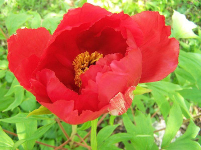 100_3334_PAEONIA_arborea_red_-non-id.-_1st_flower_just_open_2____800.jpg