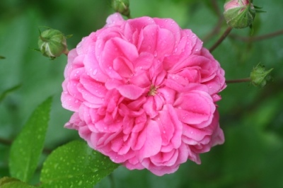 Rose_de_Ruth.JPG
