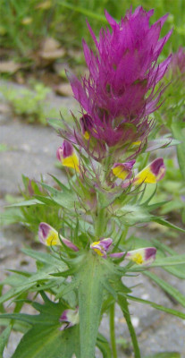 melampyrum-arvense-090610.jpg