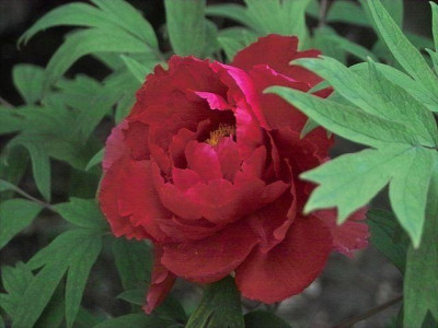 k-IMG04677.jpg