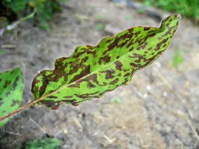 2010-06-09_Habichtskraut.jpg
