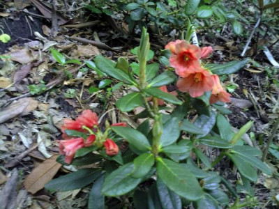 Kopie_von_090620102891R.dichroanthum_ssp.septentrionale.jpg