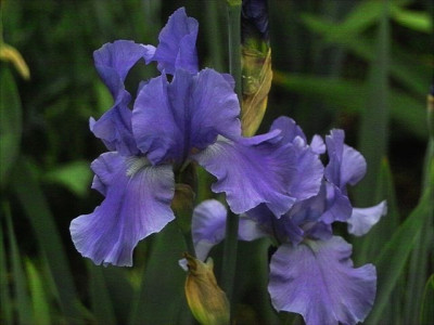 k-Sapphire_Hills_4.jpg
