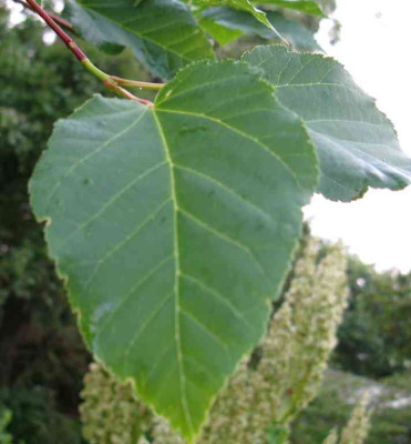 Acer_davidii_ssp_davidii_Laub_1024x768.jpg
