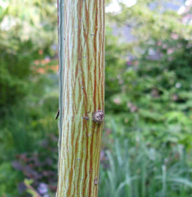Acer_davidii_ssp_davidii_Rinde_1024x768.jpg
