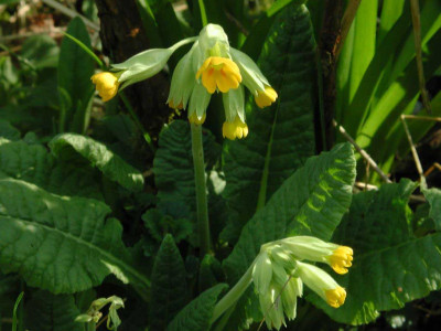 Primula_veris.jpg