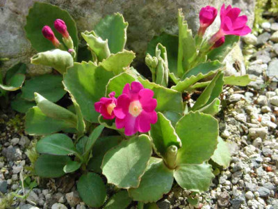 Primula_allionii.jpg