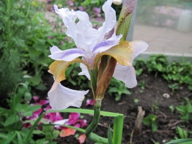 Bartlose_iris_2010_052.jpg