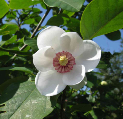 Magnolia_sieboldii_1024x768.jpg