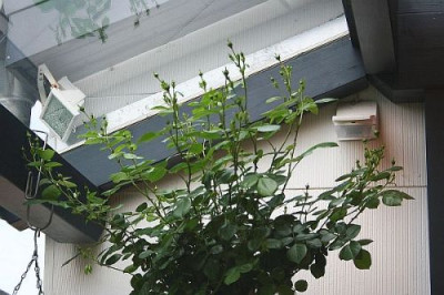 Jasmina_voller_Knospen_kleinst.jpg